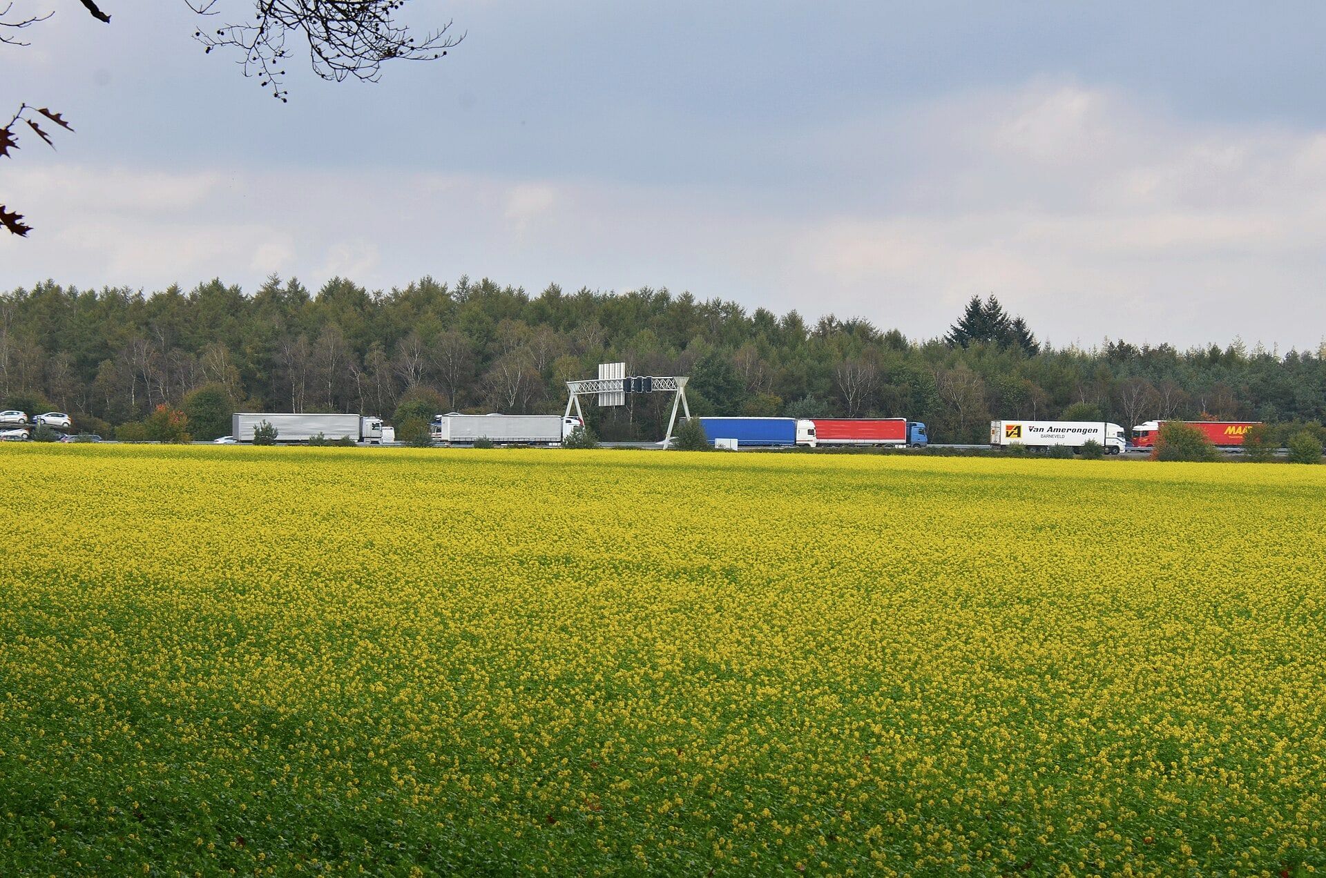 Freight trucks driving past a yellow field